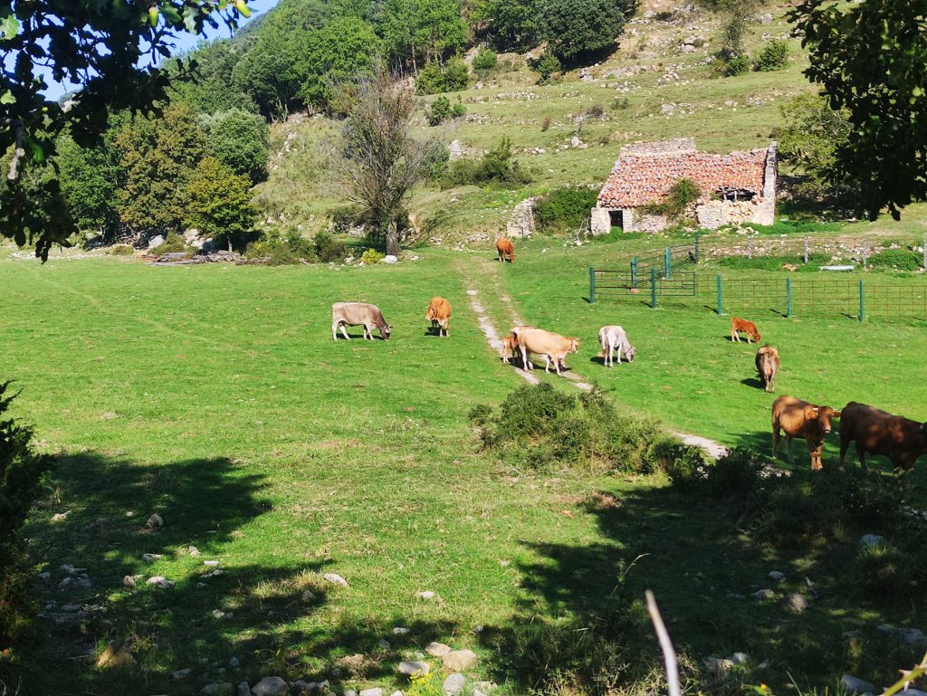 vaques-pasturant-OPT Vaques Pasturant Opt